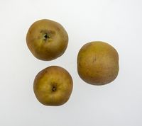Golden Russet æble